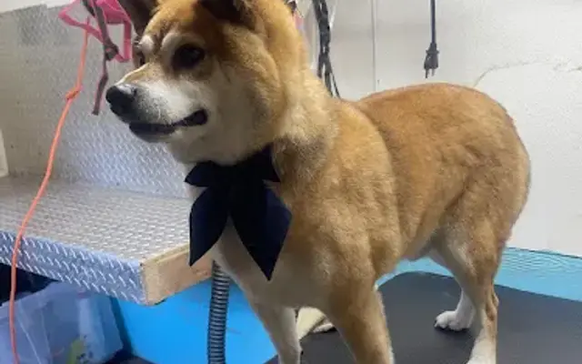 Posh Paws Mobile Grooming in San Antonio, TX