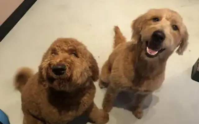 Valley Dog Grooming LLC in Nelson, WI
