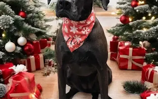 Jen's Doggie Style Pet Grooming in Royalton, WI