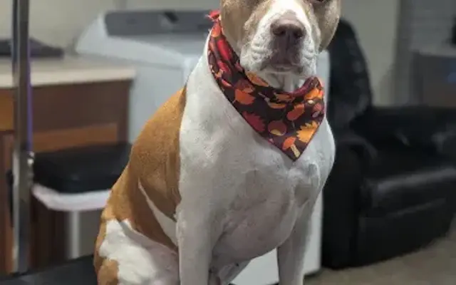 County Line Pet Spa LLC. in Midland, NC