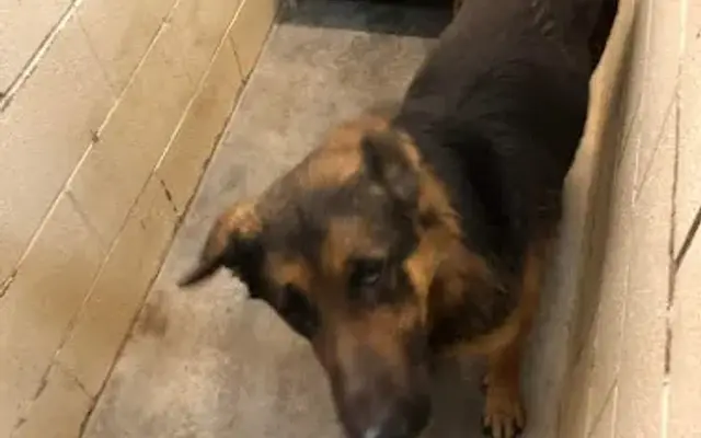 All 4 Paws Inc in Georgetown, KY