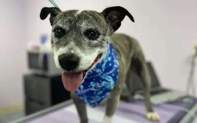 Mutts N More Pet Grooming LLC in Show Low, AZ