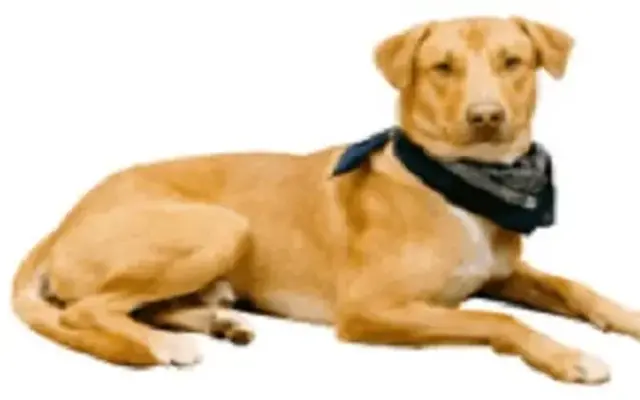 Casual Clips Mobile Pet Grooming in Las Vegas, NV