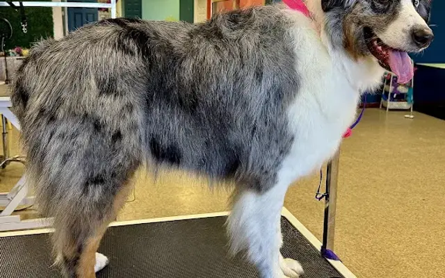 Downs & Dirty Dog Spa in Georgetown, KY