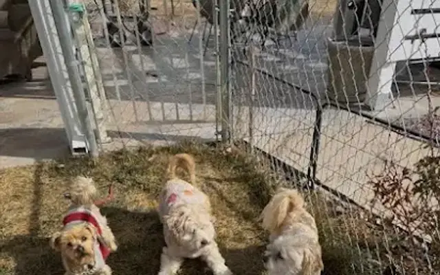 Woof Woof Ranch PV LLC in Prescott Valley, AZ
