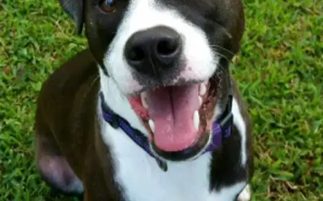 Paw Addicts Pet Care Services in Yorktown, VA