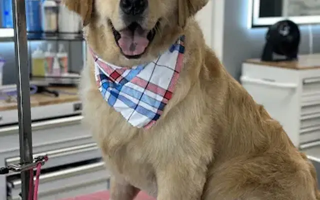 Classy Canine’s in New Hartford, NY