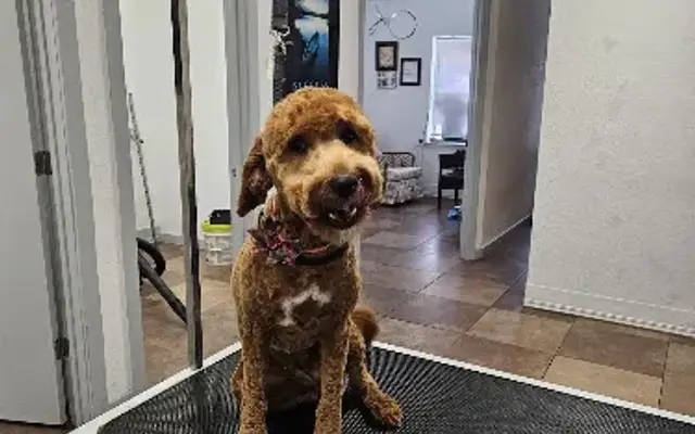 Doggy Days in Auburndale, FL