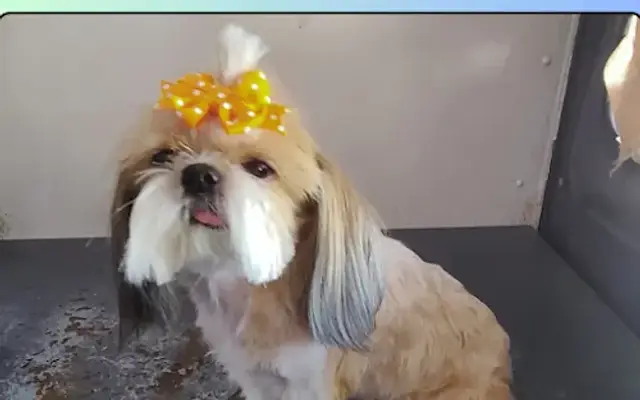 Fritzy's Pet Care Pros in Orange, CA