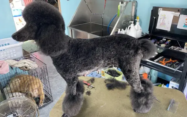 Maggie's Farm Natural Pet Grooming in Lemon Grove, CA