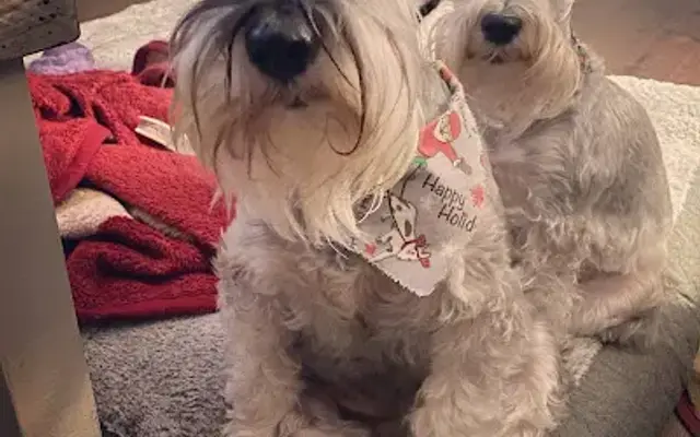 Pet-Cuts, LLC in Panama City, FL