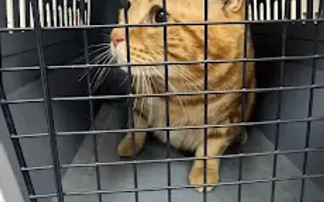 Paws Home Care NJ in Hillside, NJ