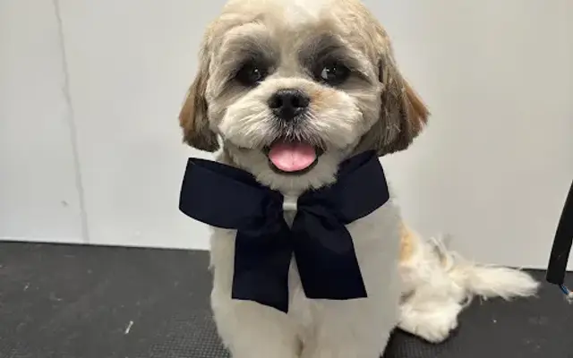 Grooming by Mar in Houston, TX
