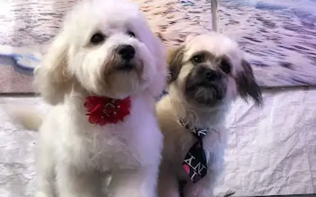 pet pampering on wheels in Lake Elsinore, CA