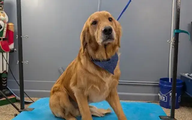 Dawg Daze Grooming in Litchfield Park, AZ