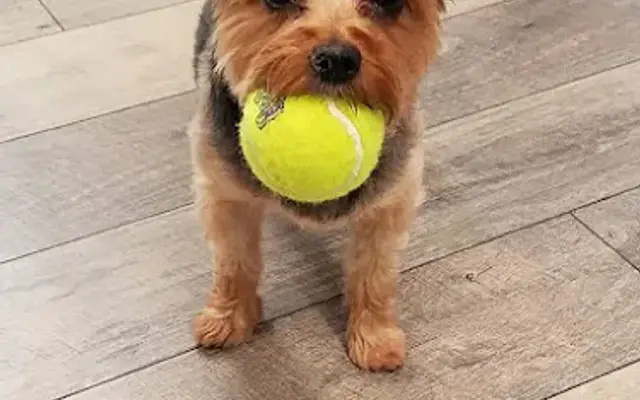 Yappy Campers Pet Salon, Boutique, and Doggie Daycare in Waynesboro, VA