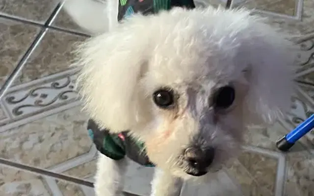 Lina's Dog Grooming in Lynwood, CA