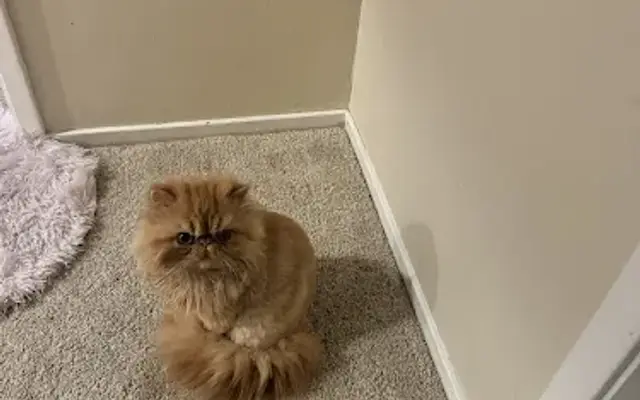 Grooming by Tamara in Scotts Valley, CA