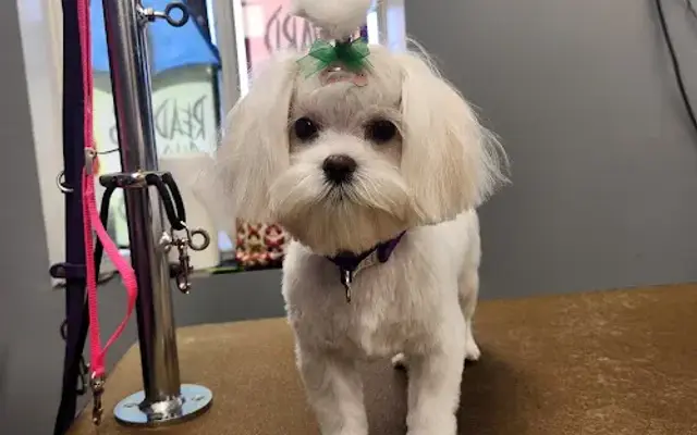 Crystal's Grooming in Albertville, MN