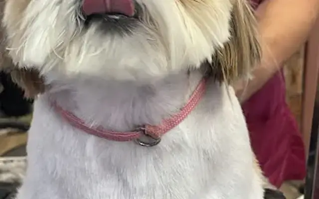 SHAGGY CHIC DOG BOUTIQUE in Port Orange, FL