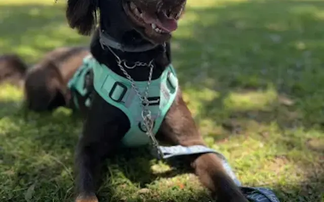 Rock Solid Pet Grooming in Wilmington, NC