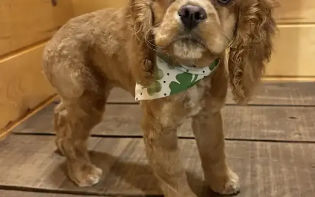 RuffRiver Grooming in Holgate, OH