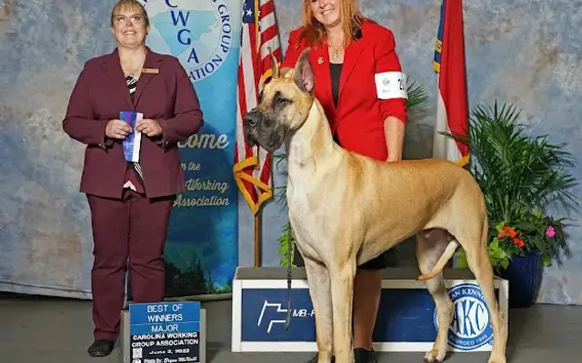 Dog grooming studio in Hendersonville, NC