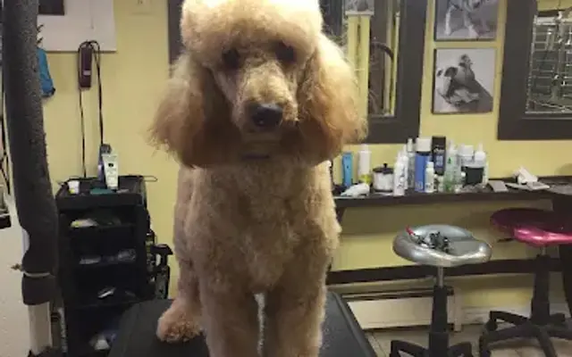 PAWS About LLC in Warren, NJ