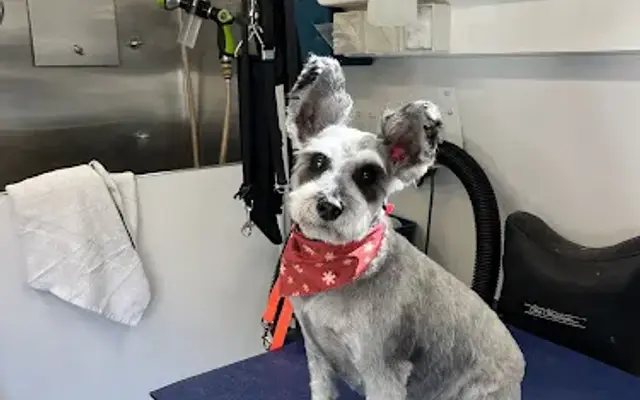 Petite Paws Mobile Dog Spa in Camarillo, CA