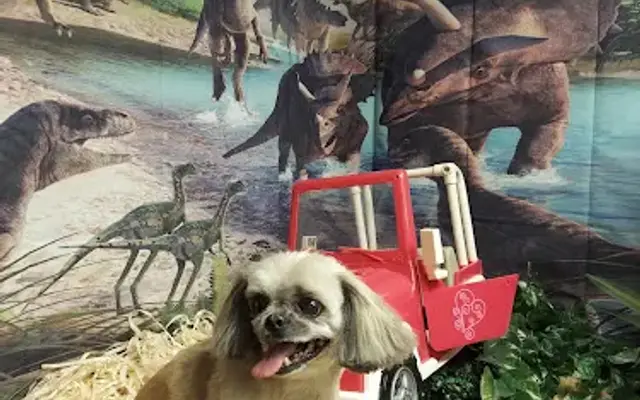 Fido's Fine Fur Dog Grooming in Troy, AL