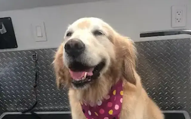 Dogi's Mobile Pet Grooming in Kissimmee, FL
