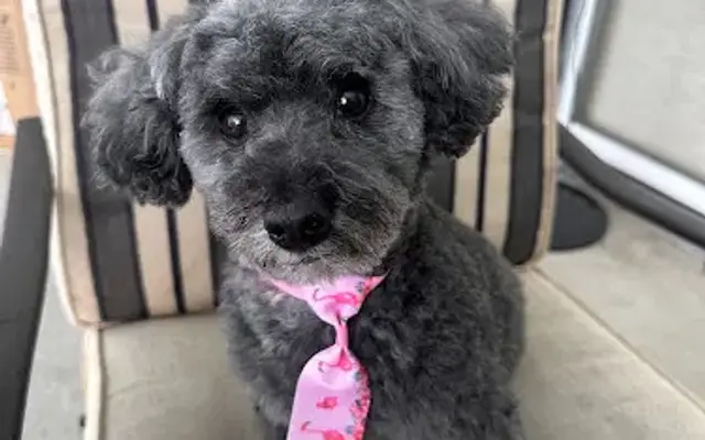 Oh Puppy! pet grooming in Dade City, FL