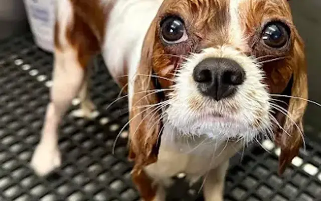 Barkin’ Clean Dog Grooming in Yakima, WA