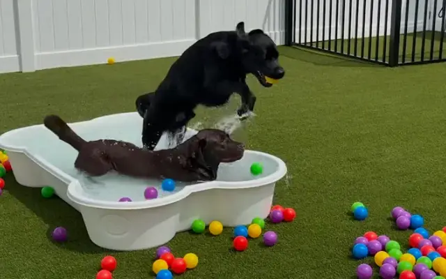Wiggles Pet Resort on Madison Rd in Durham, CT