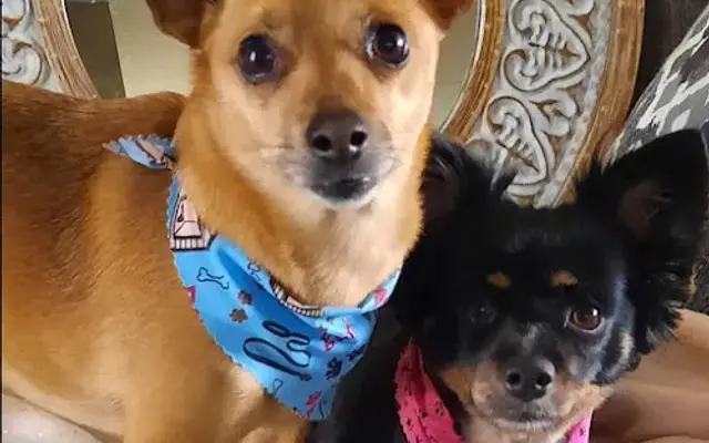 Blue Angel Pet Salon in Pensacola, FL