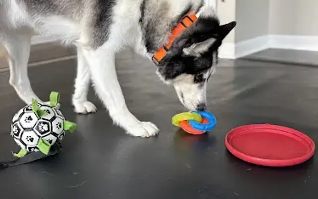 Cocos Dog Boarding and Daycare in Yoe, PA