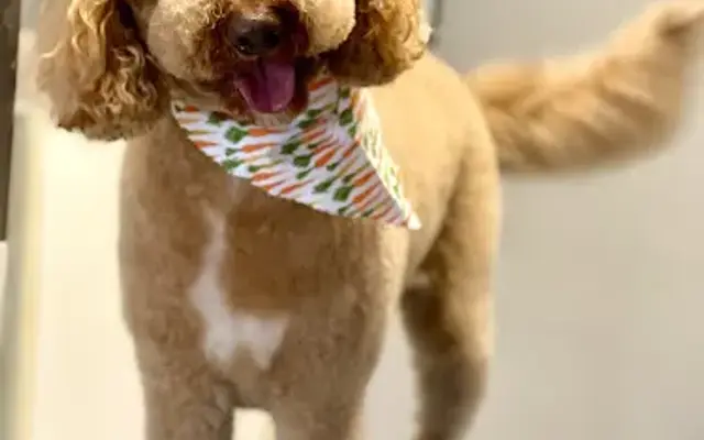Wags-N-Wiggles Doggie Day Spa in Crawfordsville, IN
