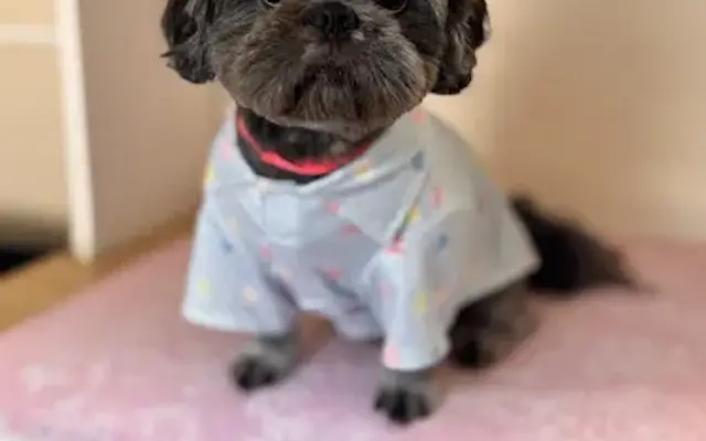 Saved and Slayed Mobile Grooming in Grand Prairie, TX