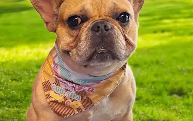 Pink Poochies,Llc: Mobile Dog Groomers Pearland & Friendswood in Arcola, TX