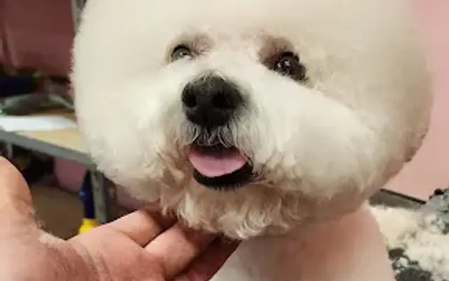 Bark Avenue Grooming in Las Vegas, NV