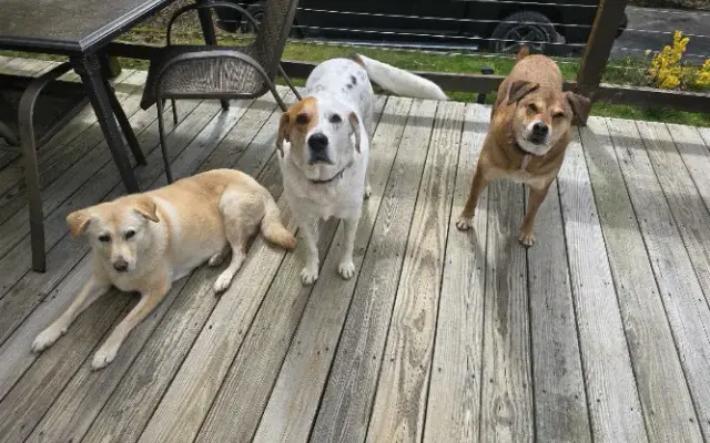 Dog Boarding in Deerfield, NH