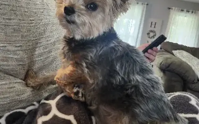 Puppy Love Grooming in La Grange, KY