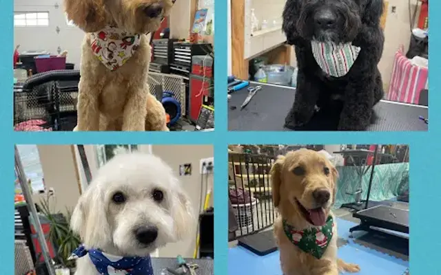 Mutt Cuts in Carmel, ME