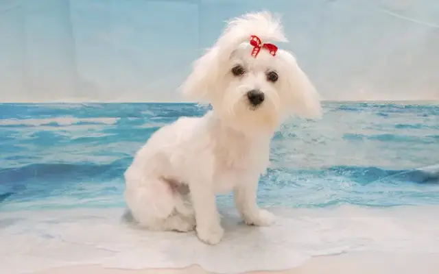 Brenda's Pet Grooming in Henagar, AL