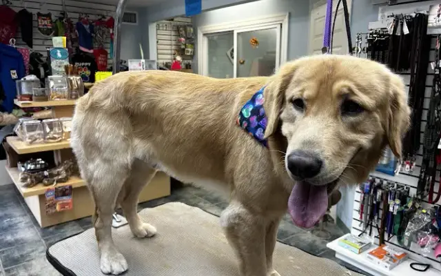 Pet port in Sayville, NY