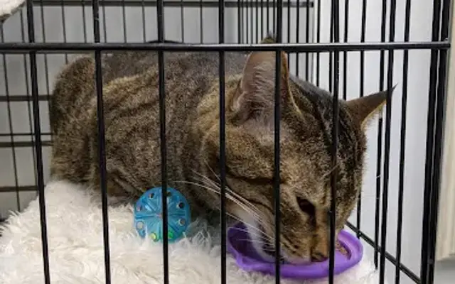 Gahanna Animal Hospital in Gahanna, OH