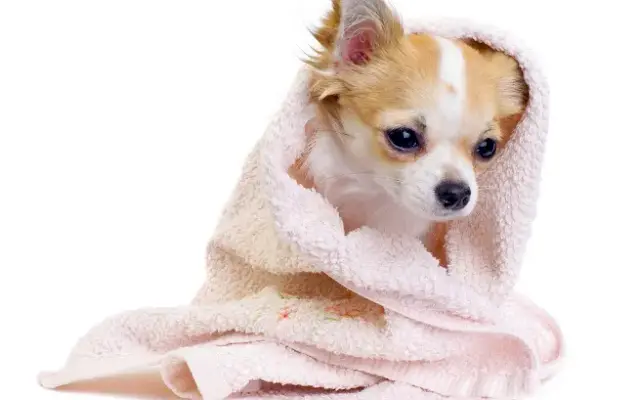Doggy Doodle Salon & Boutique in Milpitas, CA
