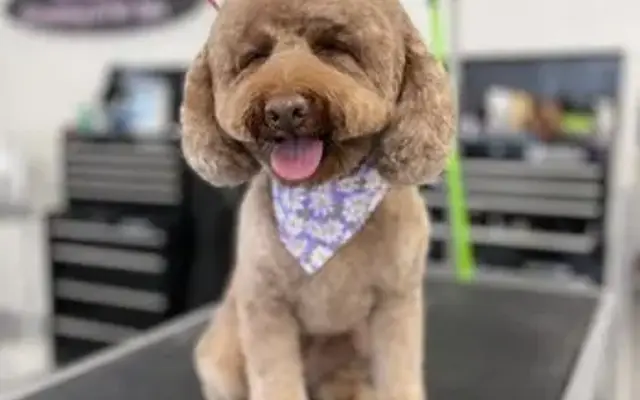 OC Grooming & Pet Spa in San Clemente, CA