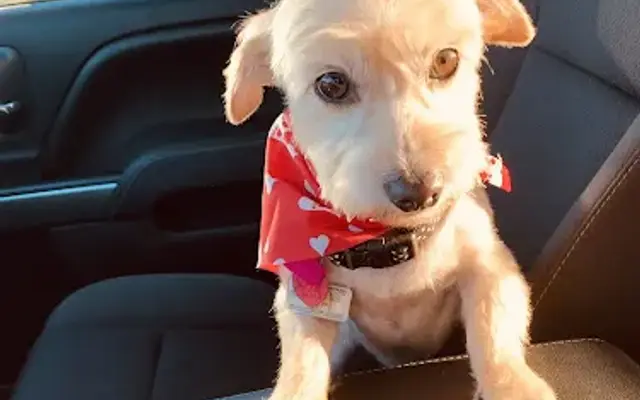 Ry Ry's Pup Cuts LLC in Danville, CA