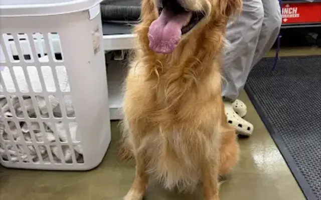Pet Supplies Plus Powell Grooming in Powell, OH